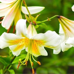 hello! my name is lucy, shop my closet 🍀🪄